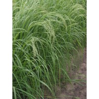 TEFF GRASS (YAZ BİTKİSİ)
